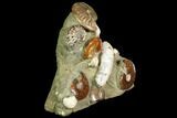 Tall, Composite Ammonite Fossil Sculpture #117485-2